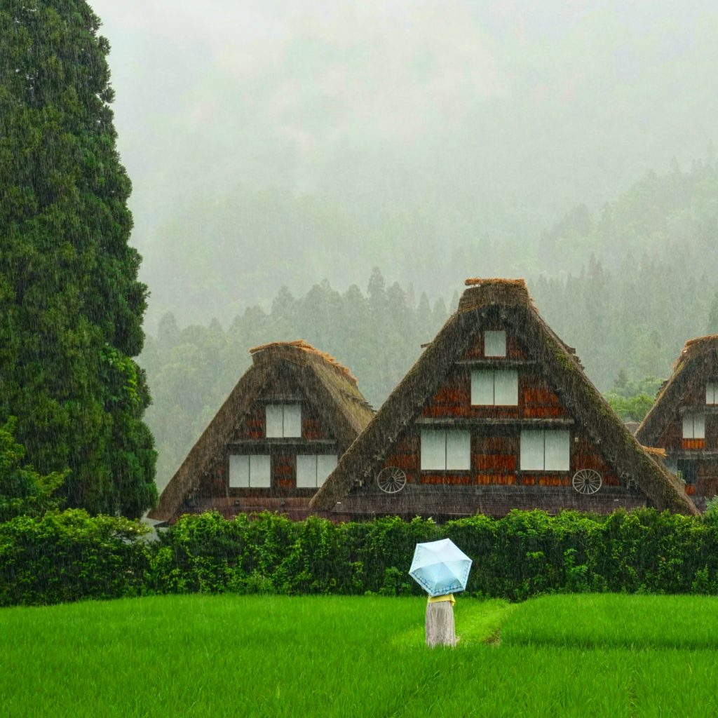 Shiragawa Go Gassho Houses in the rain with a lady holding an umbrella in front amidst a green rice paddie